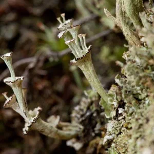 S04E04 – The Lichen