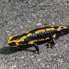 /attachments/hikes/adliswil/fire_salamander_hu_aed6788abc752f3d.webp