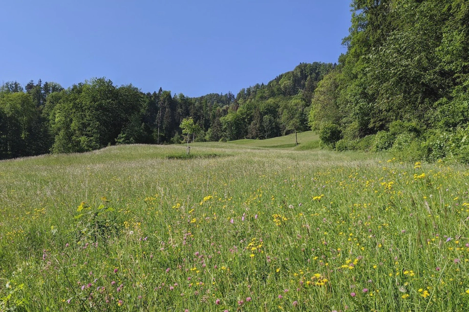 The prairie mentioned above.