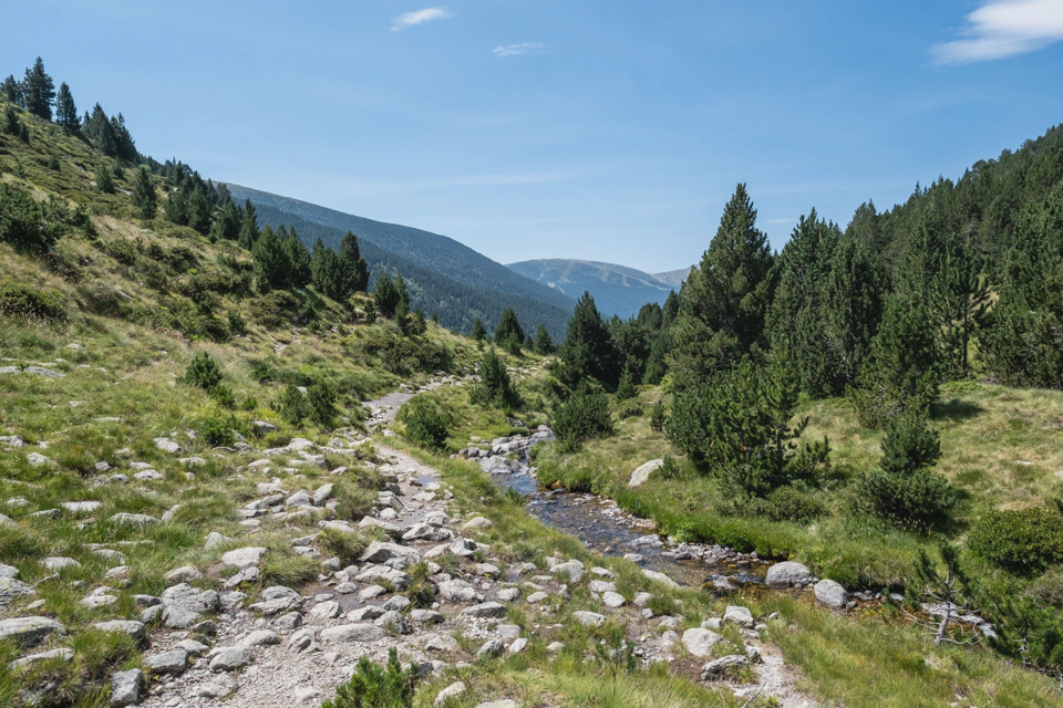 Ríu del Manegor coursing down through a sparse pine forest.