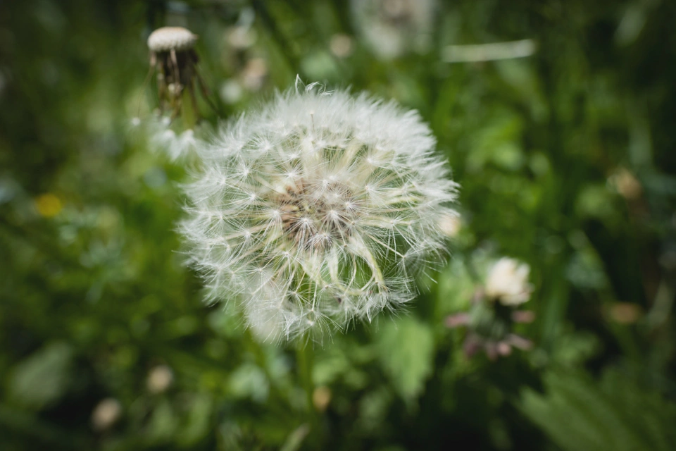 Dandelion close-up.