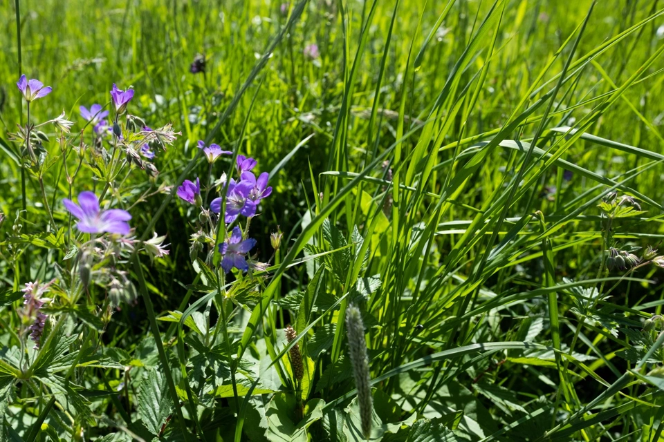 Purple wildflowers and grass.