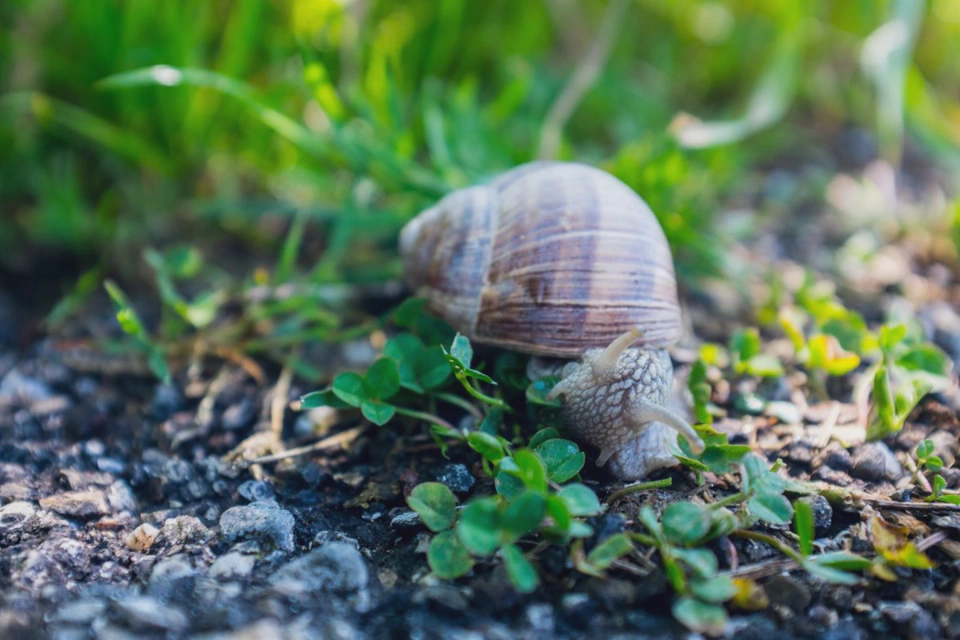 close-up-snail.webp