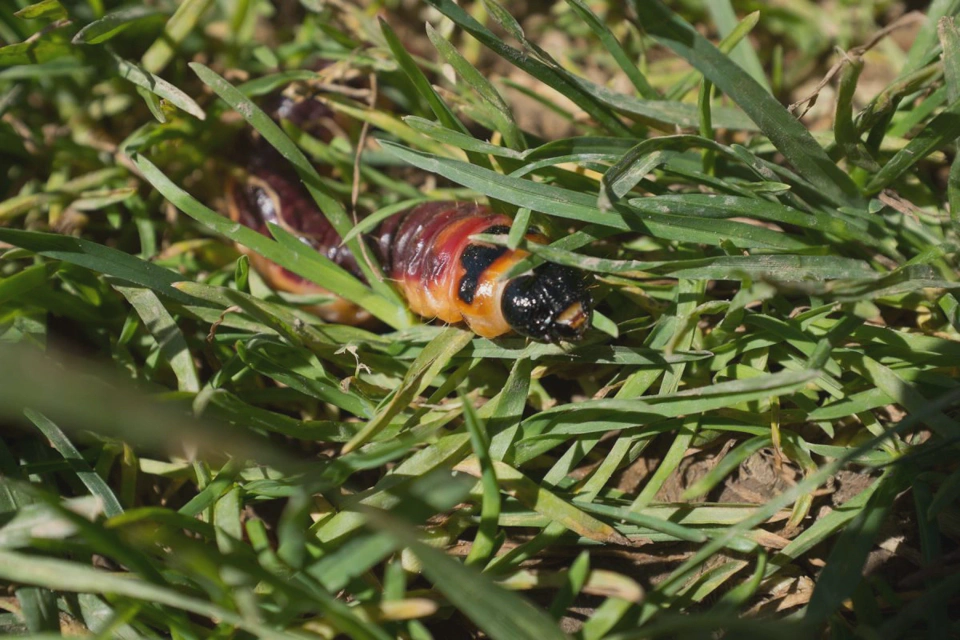 colorful-orange-red-caterpillar-through-folliage.webp