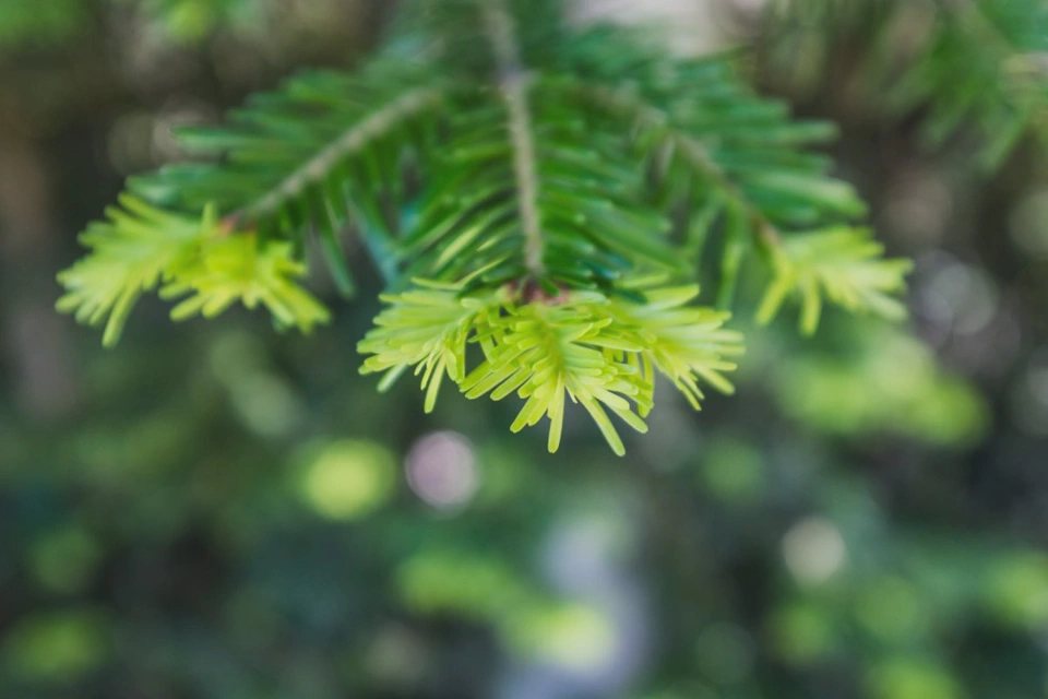 Fresh pine leaves. First time I see them like this.