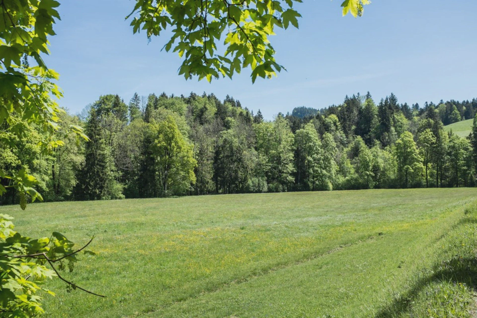 sunny-clearing-between-forests-switzerland.webp