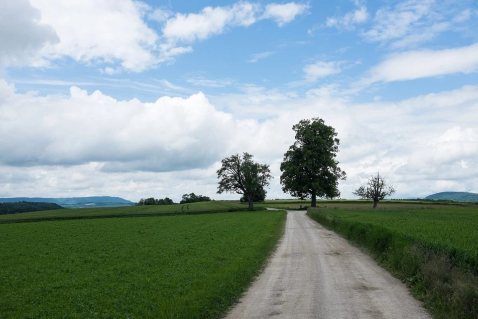 hiking-trail-through-immense-grass-fields.webp