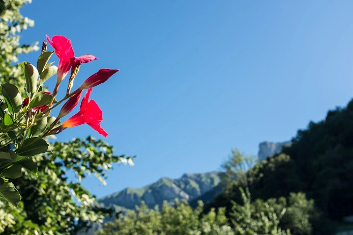 beautiful-red-flower-against-blue-sky.webp