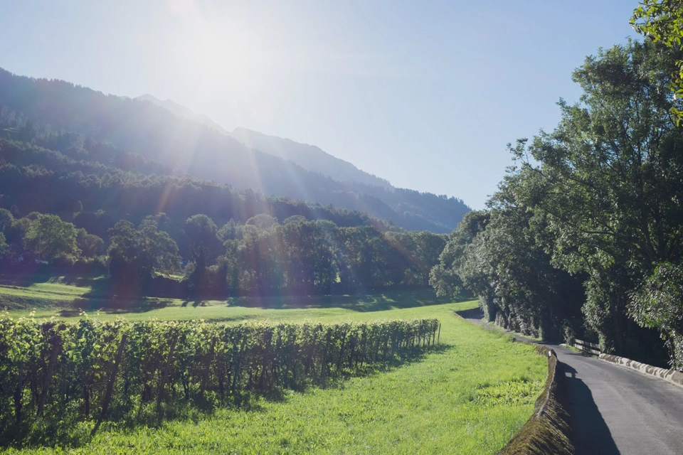 The end of a large vineyard early in the morning.