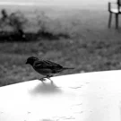/attachments/literary/wind/sparrow-on-outdoors-table-edge-bw_hu_2205c44986792bd2.webp