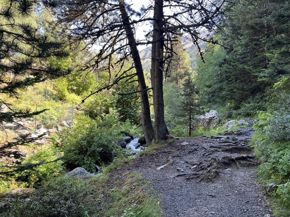 View a few minutes into the forest.