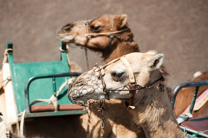 Friendly camels resting between one group of tourists and the following at the Timanfaya Park.