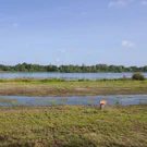 /attachments/trips/bird-lookout-leenderbos/leenderbos-goor-bird-lookout_hu1459873930086178777.webp