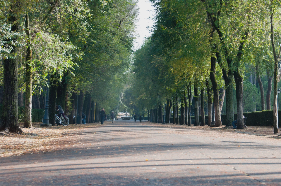 A beautifully lit road.