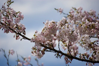 rama-cerezo-en-flor-2.webp