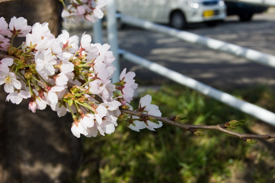 Las flores no son mi perdición ni tampoco una debilidad pero reconozco que no me cansaba de mirarlas.