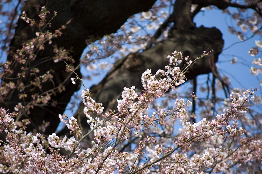 ramas-cerezos-en-flor-shibata.webp