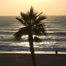 /attachments/trips/fin-de-las-vacaciones/silueta-palmera-playa-puesta-de-sol_hu_777b5b80fff82f7d.webp