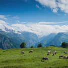 /attachments/trips/five-years-in-switzerland/cows-eating-grass-atop-lauterbrunnen_hu8423580177045813050.webp