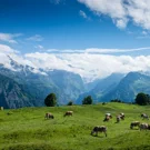 /attachments/trips/five-years-in-switzerland/cows-eating-grass-atop-lauterbrunnen_hu_96e76bc53fa44049.webp