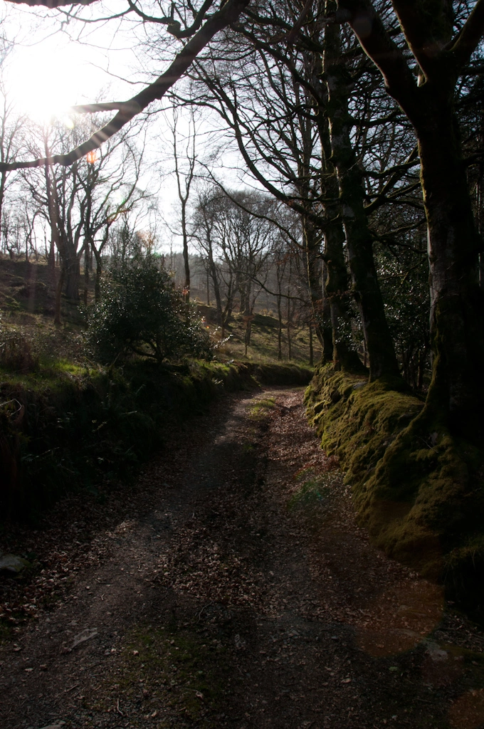 forest-trail-magical-afternoon-light.webp