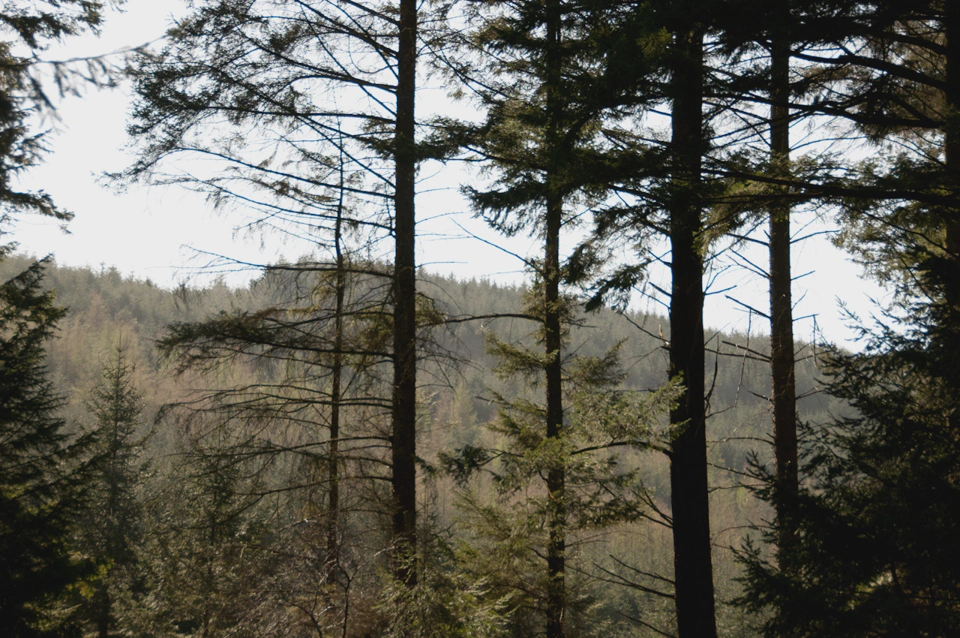 valley-view-through-the-trees.webp