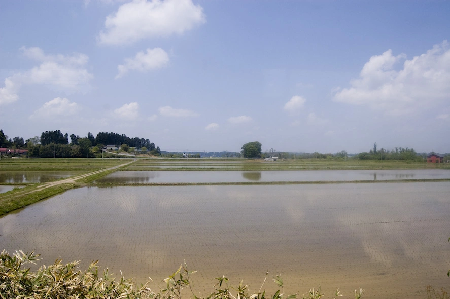 Campos de arroz cerca de Hiraizumi.