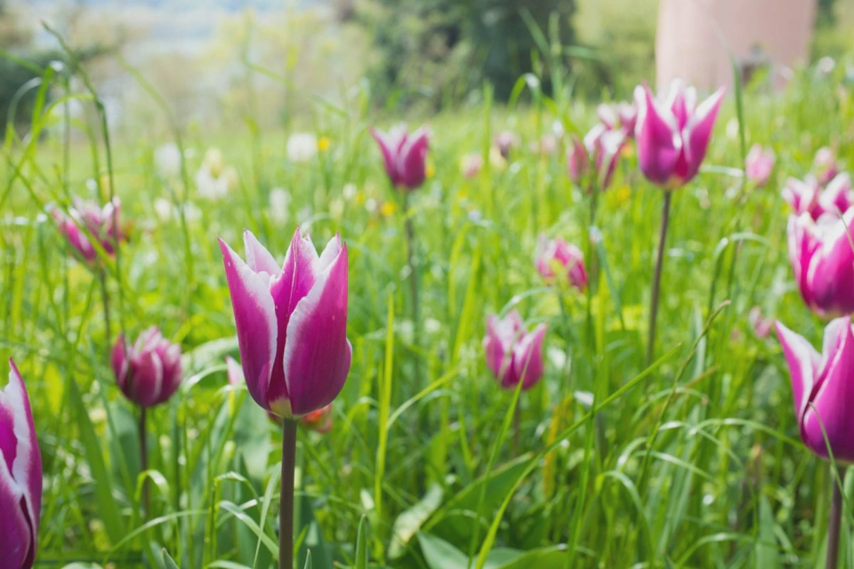 Flowers.