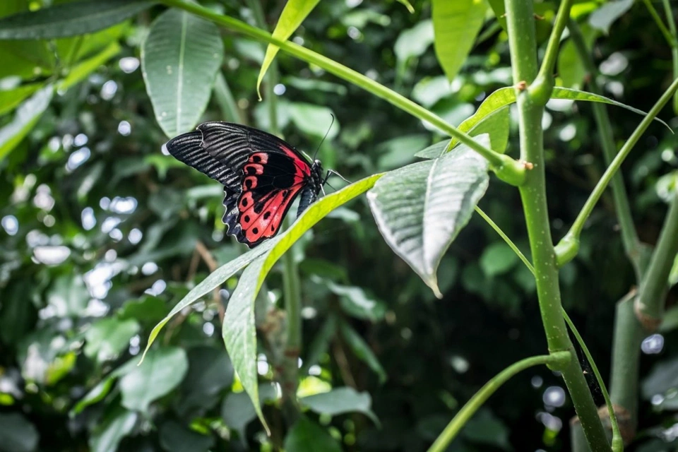 Inside Mainau&rsquo;s butterfly house.