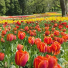 /attachments/trips/konstanz-germany/field-of-red-and-yellow-tulips_hu816472218135591651.webp