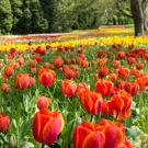 /attachments/trips/konstanz-germany/field-of-red-and-yellow-tulips_hu_57f2dd1680219390.webp