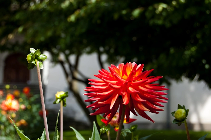 bright-red-flower-closeup.webp