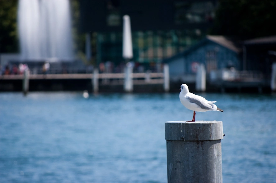 Ya cerca del lago que bordea con la ciudad una gaviota supervisa la zona.