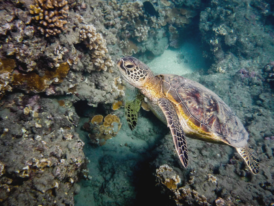 The majestic friend we made during one of our snorkeling sessions.