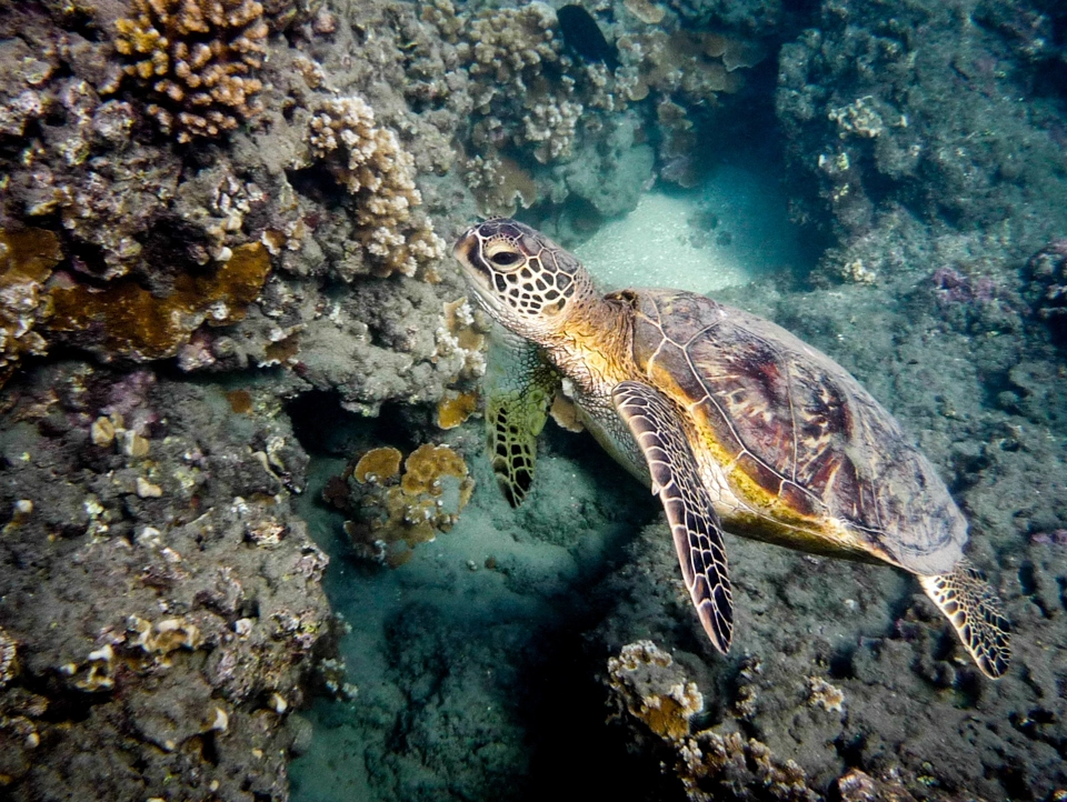 The majestic friend we made during one of our snorkeling sessions.
