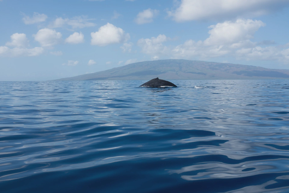 The best picture of our whale-watching trip.