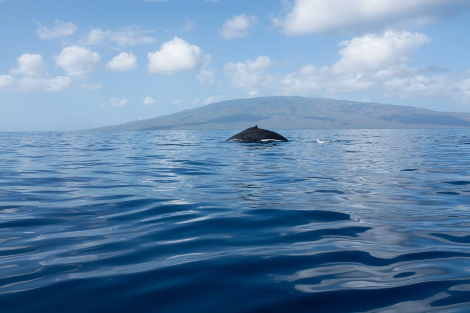 The best picture of our whale-watching trip.