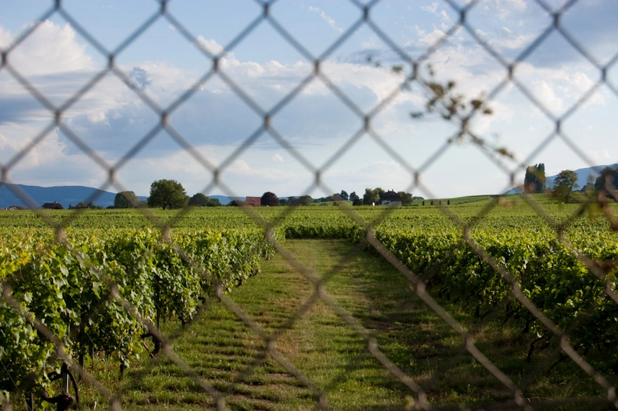 campos-cultivo-cerca-del-cern-2.webp