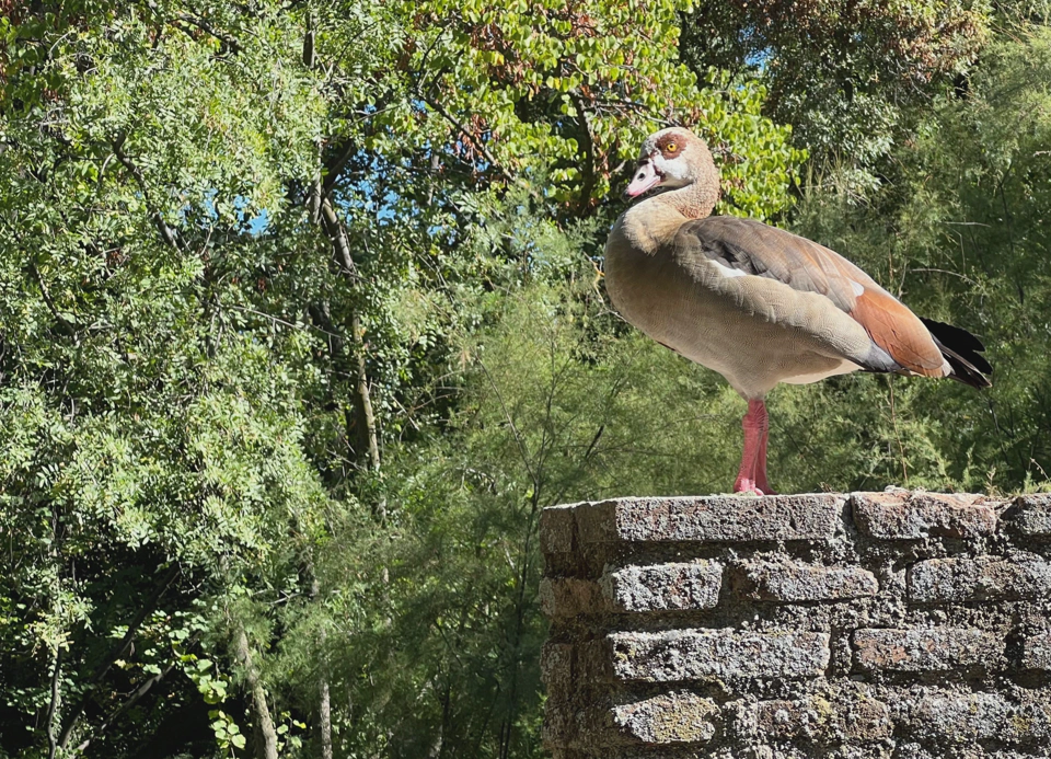 An Egyptian goose.