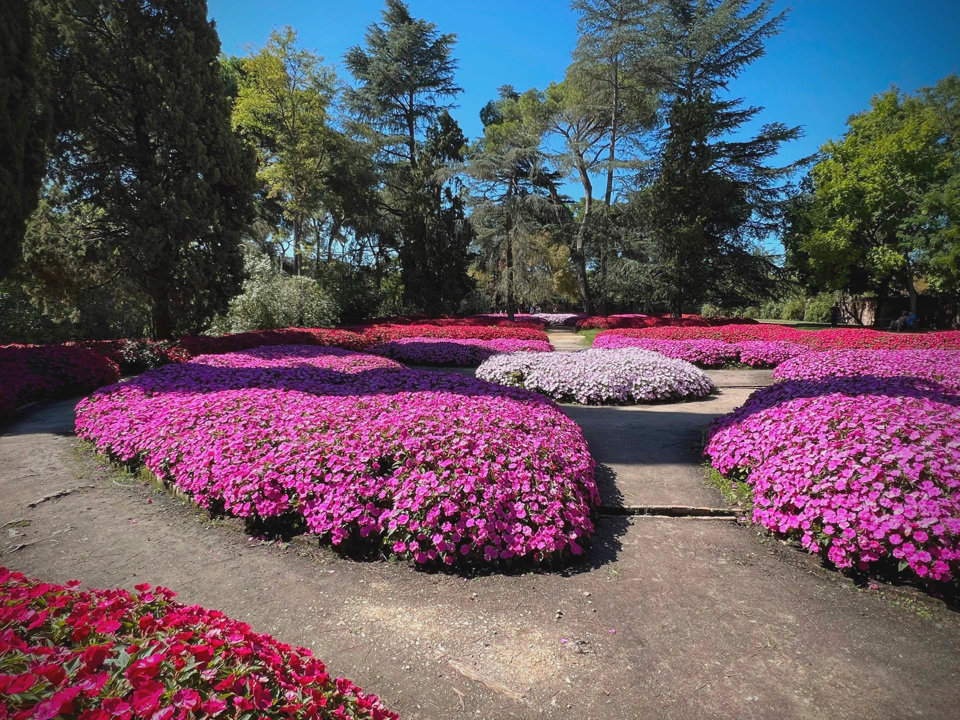 Pink, red, and white flowers.