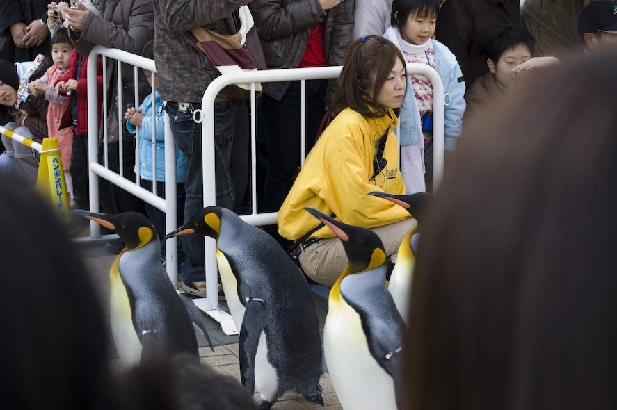 Al lado de la noria se encuentra el acuario de Osaka y tuvimos el gran honor de disfrutar de un breve ballet (más bien una marcha militar estilo Groucho Marx) de pingüinos. No pude evitar pensar en linux. Curiosamente las ventanas no tienen el mismo efecto.