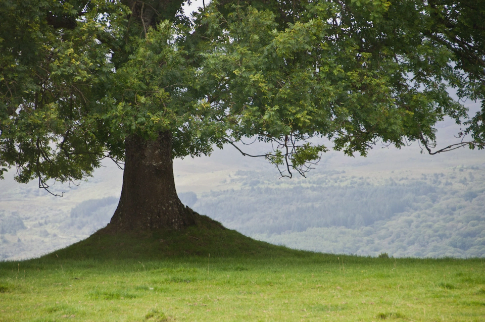 close-up-large-tree-ring-of-kerry.webp