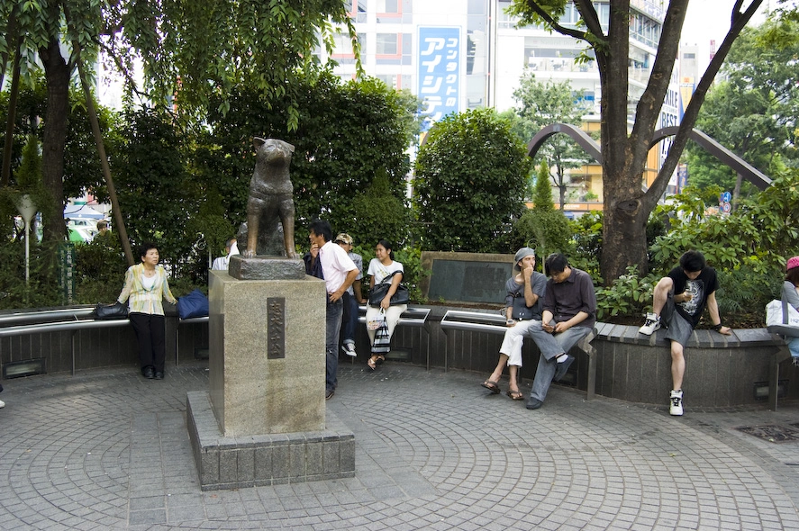 El famoso perro Hachiko. Hace unos años vivía en Tokyo un hombre que todos los días se iba a trabajar cogiendo el tren en Shibuya. Su perro de raza Akita, Hachiko, le acompañaba y le esperaba enfrente de la estación todo el día hasta que volvía. Tras años siguiendo la misma rutina el hombre murió mientras estaba en la universidad y Hachiko que le había visto irse al trabajo pero no le vió volver se quedó esperándole en la estación. A partir de ese día y hasta que Hachiko se reunió finalmente con su dueño siguió yendo a diario a la plaza de Shibuya a esperar a su amo. En su honor se construyó la estatua que hay ahora en la plaza de Shibuya.