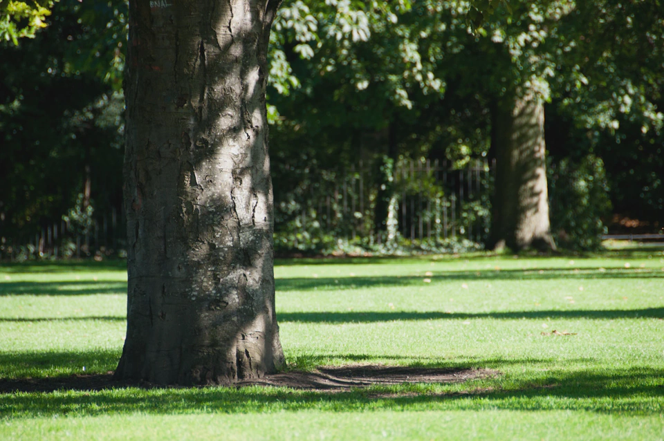 tree-closeup-at-saint-stephens-green-park-dublin.webp