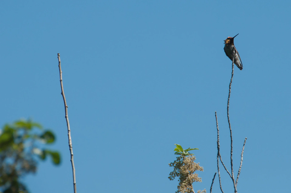 What looks like a big black hummingbird but probably isn’t.