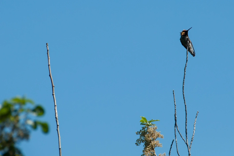 What looks like a big black hummingbird but probably isn&rsquo;t.