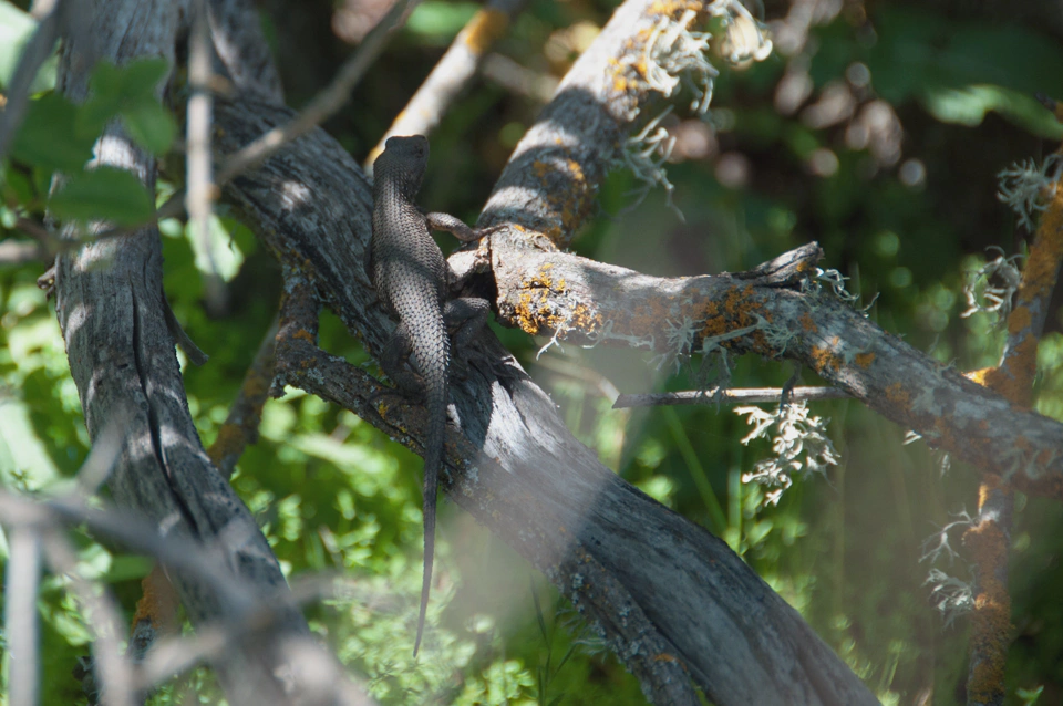 This is the closest we got to a real rattlesnake. It’s also the closest we got to a mountain lion.