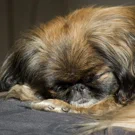 /attachments/trips/tecnicas-para-luchar-contra-la-ansiedad-y-las-preocupaciones/sleeping-pekinese-dog_hu_755f158bdfec7fa9.webp