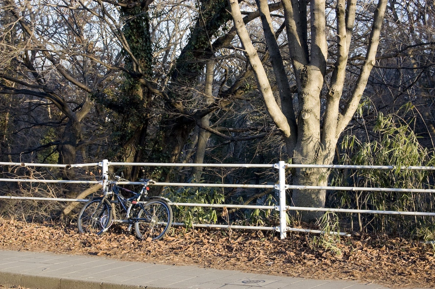 Árboles y bicicletas por doquier. De camino a la zona centro de la ciudad.