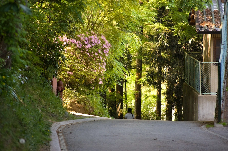 Otra escena más de naturaleza mágica. Aquí también me quedé obnubilado, creo que he estado demasiado tiempo entre edificios y aceras grises en mi vida y ahora en cuanto veo plantas y pajaritos creo estar dentro de un cuento.